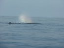 Тесное общение с морской фауной Новой Зеландии: и себя показать, на китов посмотреть – часть 1