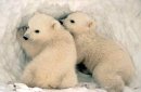 статья Родильный дом белых медведей утюжат вездеходами